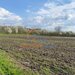Giurgiu, Bucsani, teren 10000 mp intravilan, agricol.